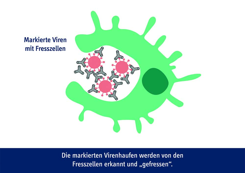 Medizinische Fakultät/Universitätsklinikum Magdeburg A. ö. R. - Wie ...